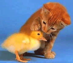 Katze.png