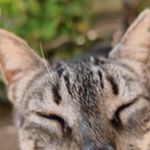 Argoshgs Profil