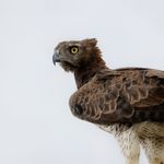 Boerders Profil