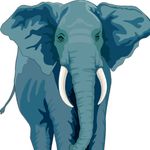 Elephants Profil