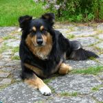 Emiskas Profil