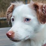 FILOUGIs Profil