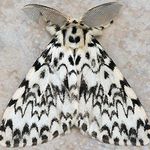 Querulantins Profil