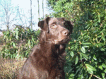Schnippelmanns Profil