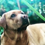 Sdd_1703s Profil