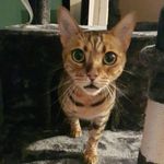 Tommi6789s Profil