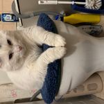 woldtzungeheuers Profil