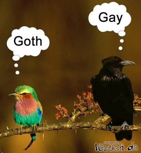 gaygoth-25210.jpg