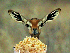 Deer_eating_popcorn.gif